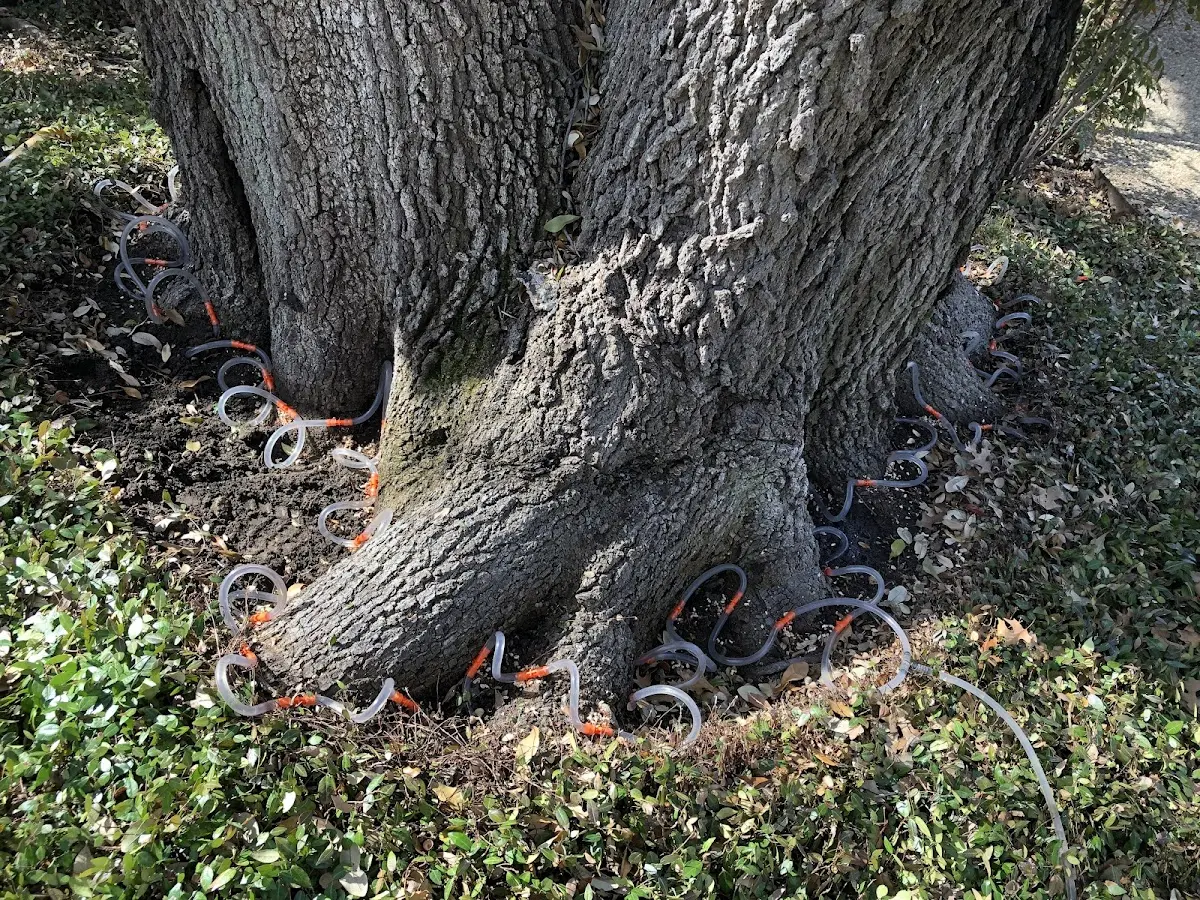 Detailed Tree Cabling and Bracing job site in Bruington