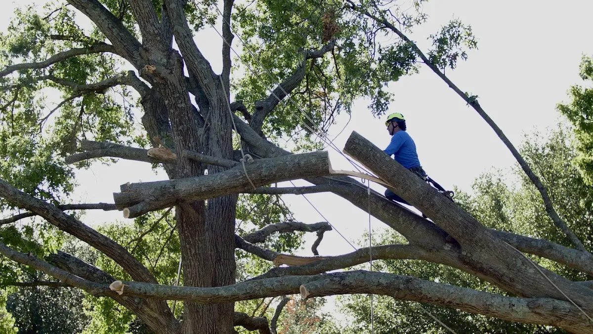 Professional Hazardous Tree Removal performed by certified arborists in Bruington